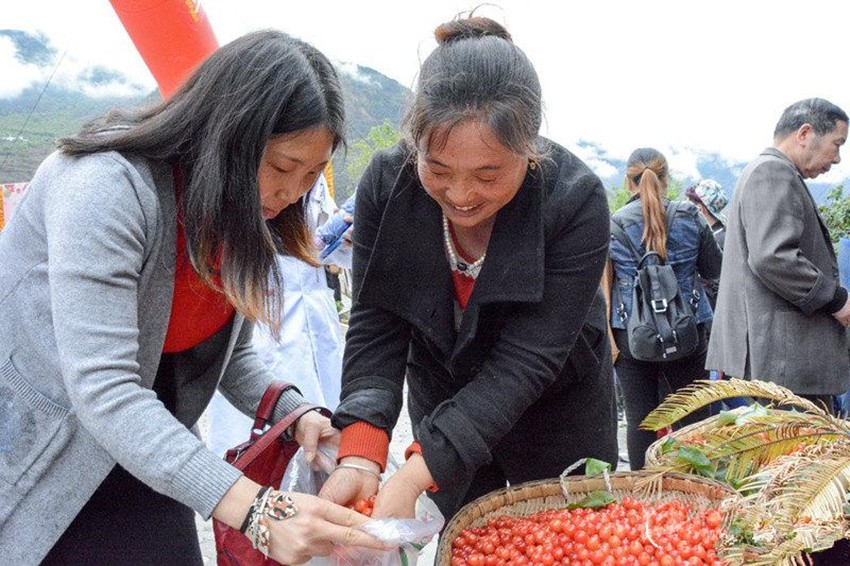 櫻桃紅了，老百姓笑了