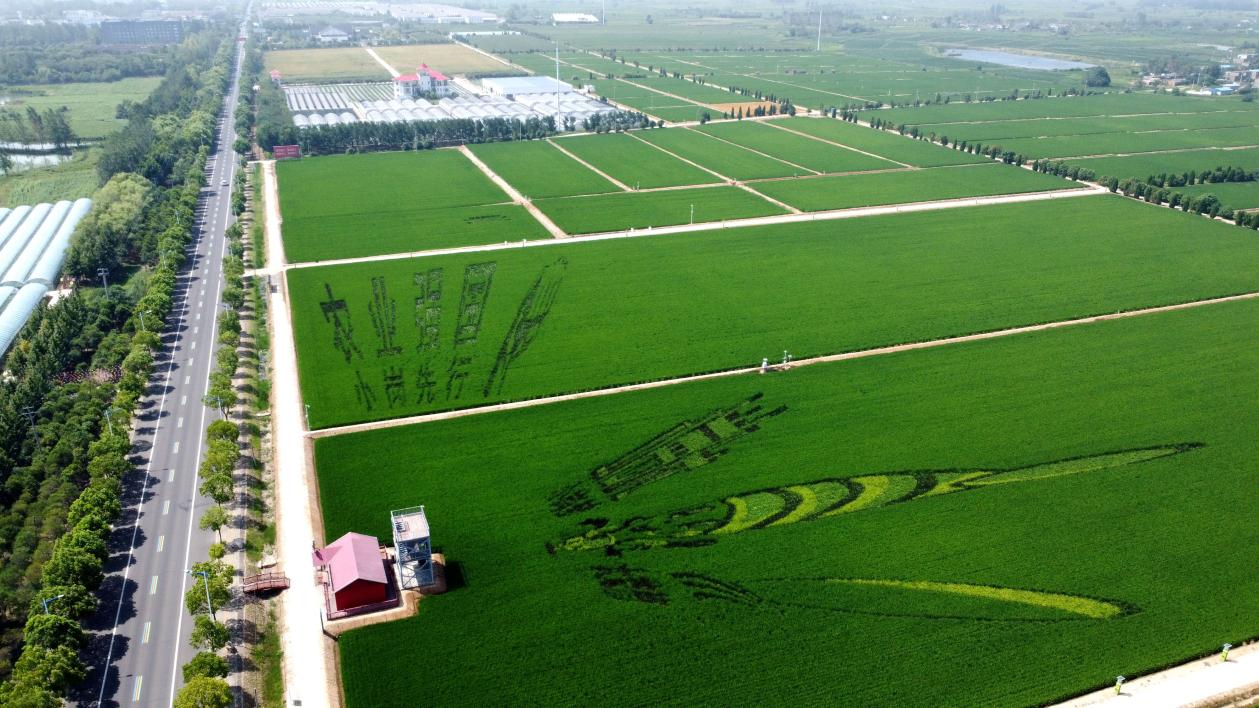 俯瞰小崗村高標準農(nóng)田。鳳陽縣委宣傳部供圖